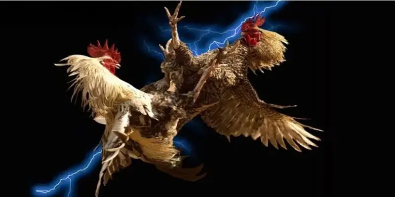 Đá gà ALO789 mang đến tỷ lệ cược cạnh tranh